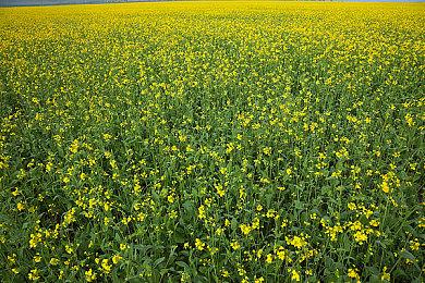 《狙击精英5》公布实机预告 画质逼真出彩